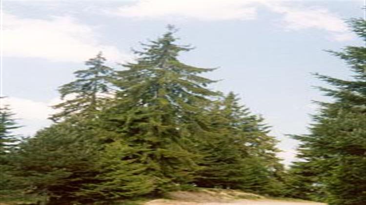 Δεν Μεταβάλλει το Καθεστώς Κυριότητας των Δασών το Άρθρο 55